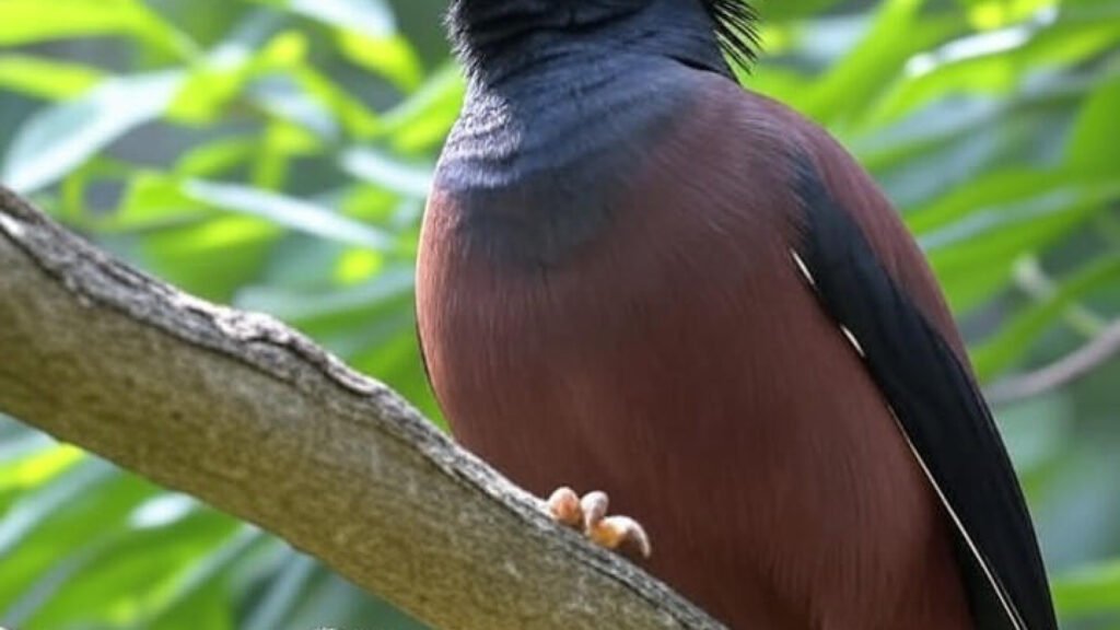 Cara Membedakan Burung Jantan dan Betina: Panduan Praktis bagi Penggemar Birdwatching