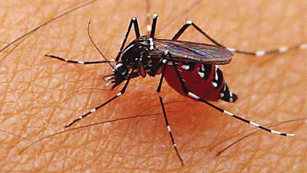 Kolaborasi Lintas Sektor Kunci dalam Penanggulangan Demam Berdarah Dengue di Indonesia
